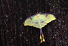 Unique Butterfly Resting On Tree Bark PosterPrint - Item # VARDPI1787949