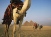 Camels And Great Pyramids Of Giza PosterPrint - Item # VARDPI1880366