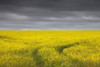 Canola Fields Under Stormy Skies PosterPrint - Item # VARDPI1860579
