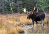 Bull Moose In Stream PosterPrint - Item # VARDPI1787798