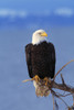 Perched Bald Eagle PosterPrint - Item # VARDPI1784715