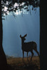 Deer In A Forest PosterPrint - Item # VARDPI1784738
