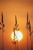 Tall Grass In A Sunset PosterPrint - Item # VARDPI1871414