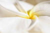 Extreme Close-Up Of White And Yellow Plumeria Flower From Side View PosterPrint - Item # VARDPI1996309