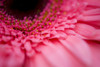 Close Up Of A Pink Flower PosterPrint - Item # VARDPI1831954