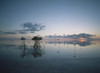 Looking Out To Sea Past Mangrove Shoots At Sunset PosterPrint - Item # VARDPI1878304