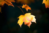 Fall Leaf PosterPrint - Item # VARDPI1830897