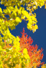 Autumn Trees PosterPrint - Item # VARDPI1832749