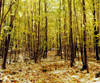 Autumn Trees PosterPrint - Item # VARDPI1802632