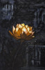 Golden flower on black background PosterPrint - Item # VARDPI12268184
