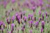 Field Of Purple Flowers PosterPrint - Item # VARDPI1991242