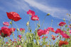 Red Flowers Against Blue Sky PosterPrint - Item # VARDPI1860982