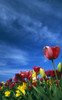 Tulips In Field PosterPrint - Item # VARDPI1792530