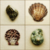 Seashell Composite PosterPrint - Item # VARDPI1795116