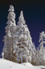 Snow-Covered Pine Trees On Mount Hood PosterPrint