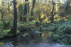 Pool In Temperate Rainforest Stream PosterPrint - Item # VARDPI1865847