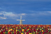 Field Of Tulips With Windmill PosterPrint - Item # VARDPI1784063