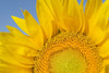 Sunflower (Helianthus Annuus) PosterPrint - Item # VARDPI1834404