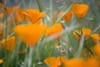 Orange Poppies PosterPrint - Item # VARDPI1831960