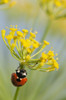 Ladybug on dill blossom; Astoria, Oregon, United States of America Poster Print by Robert L. Potts / Design Pics - Item # VARDPI2383052 Ladybug on dill blossom; Astoria, Oregon, United States of America Poster Print by Robert L. Potts / Design Pics - Item # VARDPI2383052