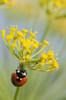 Ladybug on dill blossom; Astoria, Oregon, United States of America Poster Print by Robert L. Potts / Design Pics - Item # VARDPI2383052