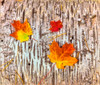 Maple leaves on bark of Birch tree, Keweenaw Peninsula, Upper Peninsula, Alger County, Michigan, USA Poster Print by Panoramic Images - Item # VARPPI168219