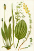 Wildflowers. 1. Ribwort 2. Broadleaved Plantain or Waybread 3. Goose grass or Cleavers 4. Ladies' Bedstraw 5. Field madder Poster Print by Hilary Jane Morgan / Design Pics - Item # VARDPI12285723