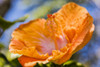 Close-up of orange hibiscus flower; Maui, Hawaii, United States of America Poster Print by Jenna Szerlag / Design Pics - Item # VARDPI12323082
