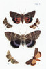 Different types of moths. Illustration by W.S.Furneaux. From the book Butterflies, Moths and Other Insects and Creatures of the Countryside. Published 1927. Poster Print by Hilary Jane Morgan / Design Pics - Item # VARDPI12321326