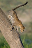 Leopard on tree, Ndutu, Ngorongoro Conservation Area, Tanzania Poster Print by Panoramic Images - Item # VARPPI157068