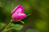 Extreme close up of a wild rose bud opening with water droplets; Calgary, Alberta, Canada Poster Print by Michael Interisano / Design Pics - Item # VARDPI12311583