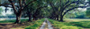 View of trees along the road, South Carolina, USA Poster Print by Panoramic Images - Item # VARPPI60426