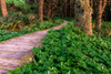 False Lily of the Valley plant growing near Boardwalk in Temperate Rainforest Poster Print by Panoramic Images - Item # VARPPI174069