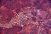 Satellite view of Lake Carnegie, Little Sandy Desert, Western Australia, Australia Poster Print by Panoramic Images - Item # VARPPI181299