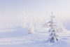 Snowy birch and evergreen trees in an atmospheric landscape during sunrise, North Pole, interior Alaska in wintertime; Alaska, United States of America Poster Print by Kevin G. Smith / Design Pics - Item # VARDPI12307984