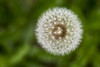 Extreme close up looking down on the plant of a dandelion fuzzy seeds; Calgary, Alberta, Canada Poster Print by Michael Interisano / Design Pics - Item # VARDPI12311584