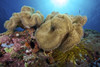 Soft coral garden and sunbeam at Apo Island, Philippines. Poster Print by VWPics/Stocktrek Images - Item # VARPSTVWP400996U
