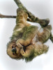 Three-Toed Sloth, Sarapiqui, Costa Rica Poster Print by Panoramic Images - Item # VARPPI157425