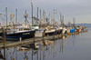 Commercial fishing boats dock in the Warrenton boat mooring basin on the Columbia River; Warrenton, Oregon, United States of America Poster Print by Robert L. Potts / Design Pics - Item # VARDPI2383076