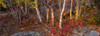 Trees in forest during autumn, Mount Desert Island, Acadia National Park, Hancock County, Maine, USA Poster Print by Panoramic Images - Item # VARPPI162259