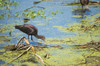 A Glossy Ibis searches for prey in a marsh; Vian, Oklahoma, United States of America Poster Print by Robert L. Potts / Design Pics - Item # VARDPI12253092