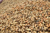 Mound of peanuts at peanut facility in Plains, Georgia Poster Print by Panoramic Images - Item # VARPPI181708