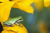 A Pacific Tree Frog Hunts For Insects On A Rudbeckia Blossom; Astoria, Oregon, United States Of America Poster Print by Robert L. Potts / Design Pics - Item # VARDPI2373780