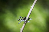 A dragonfly rests in an opening; Ridgefield, Washington, United States of America Poster Print by Robert L. Potts / Design Pics - Item # VARDPI5339115