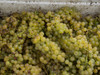 Close-up of Chardonnay grapes, Church Road Tom Chardonnay, Hawke's Bay, Hastings, North Island, New Zealand Poster Print by Panoramic Images - Item # VARPPI171302