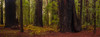 Giant Redwood trees in a forest, Humboldt Redwoods State Park, California, USA Poster Print by Panoramic Images - Item # VARPPI174089