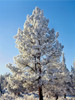 Hoar frost ponderos pine tree, Sundance Ranch, Bend, Deschutes County, Oregon, USA Poster Print by Panoramic Images - Item # VARPPI173792
