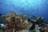 Jack fish swimming over soft corals at Apo Island, Philippines. Poster Print by VWPics/Stocktrek Images - Item # VARPSTVWP400971U