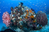 Soft corals and a barrel sponge, Raja Ampat, Indonesia. Poster Print by VWPics/Stocktrek Images - Item # VARPSTVWP400733U