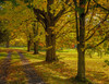 Maple trees line a driveway in autumn; Fulford, Quebec, Canada Poster Print by David Chapman / Design Pics - Item # VARDPI12319244